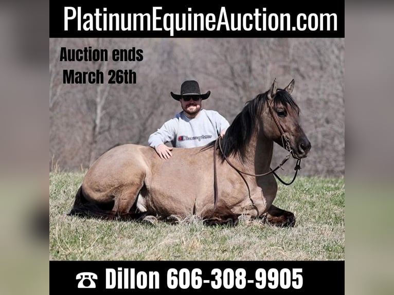 Quarter horse américain Hongre 10 Ans 157 cm Grullo in Brodhead KY