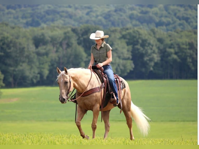 Quarter horse américain Hongre 10 Ans 157 cm Palomino in Clover