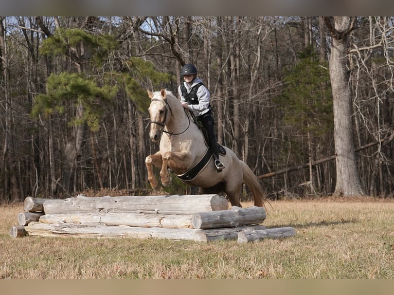 Quarter horse américain Hongre 10 Ans 157 cm Palomino in Clover