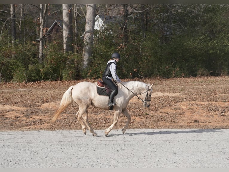 Quarter horse américain Hongre 10 Ans 157 cm Palomino in Clover