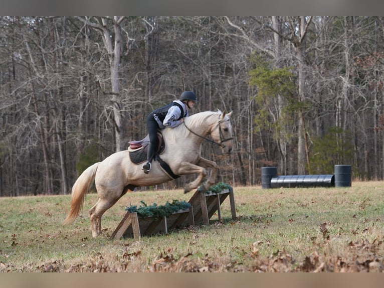 Quarter horse américain Hongre 10 Ans 157 cm Palomino in Clover