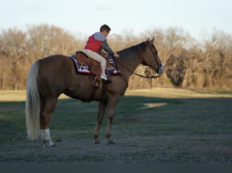Quarter horse américain Hongre 10 Ans 157 cm Palomino in Weatherford, TX