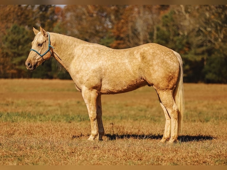 Quarter horse américain Hongre 10 Ans 157 cm Palomino in Lyles, TN