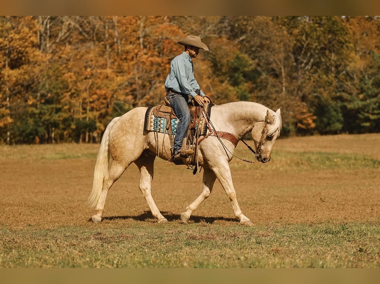 Quarter horse américain Hongre 10 Ans 157 cm Palomino in Lyles, TN