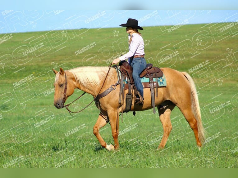 Quarter horse américain Hongre 10 Ans 157 cm Palomino in Clarion, PA