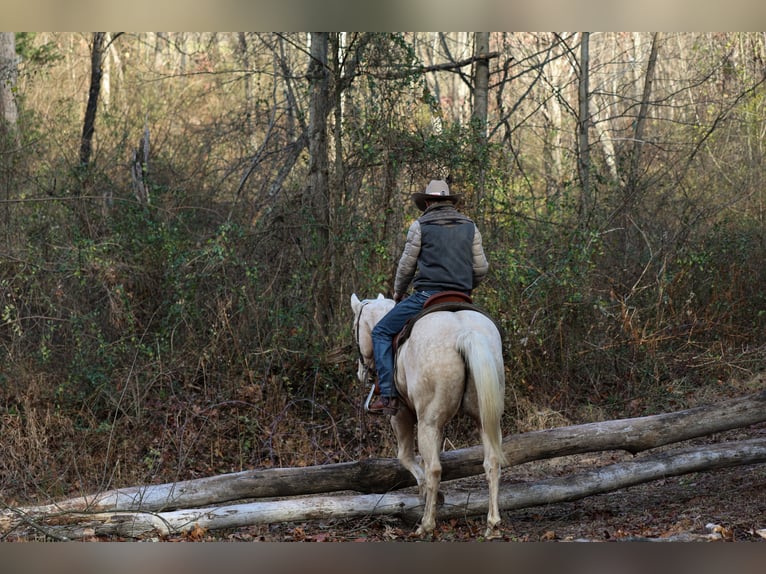 Quarter horse américain Hongre 10 Ans 157 cm Palomino in Needmore