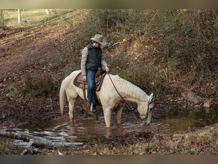 Quarter horse américain Hongre 10 Ans 157 cm Palomino in Needmore