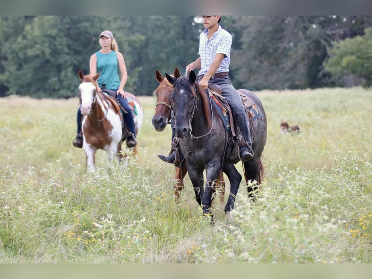 Quarter horse américain Hongre 10 Ans 157 cm Rouan Bleu in Athens