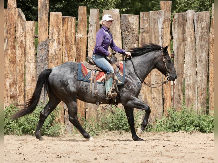 Quarter horse américain Hongre 10 Ans 157 cm Rouan Bleu in Athens