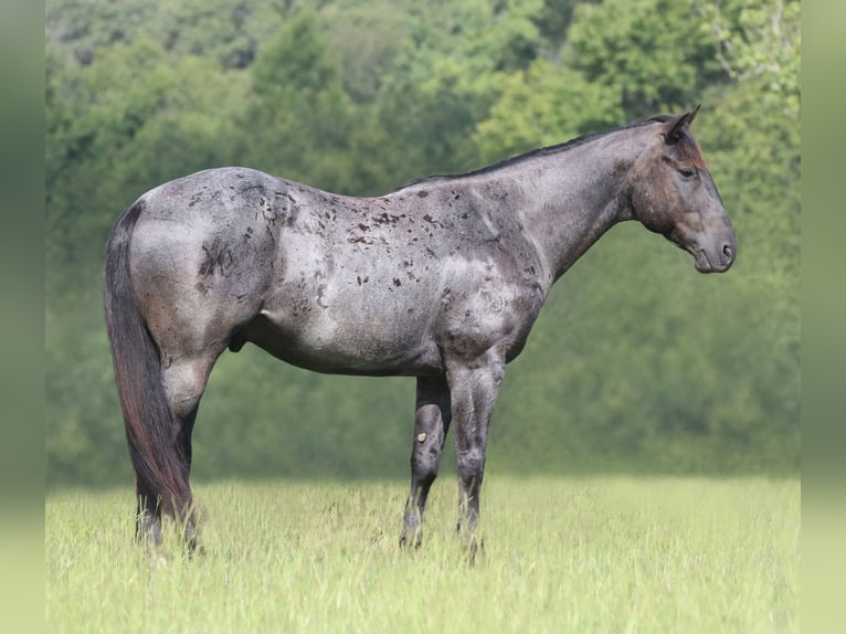 Quarter horse américain Hongre 10 Ans 157 cm Rouan Bleu in Athens