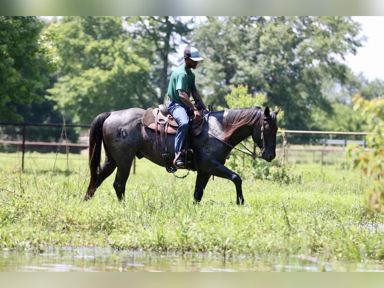 Quarter horse américain Hongre 10 Ans 157 cm Rouan Bleu in Athens