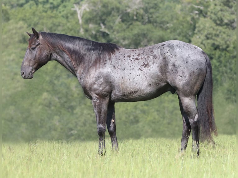 Quarter horse américain Hongre 10 Ans 157 cm Rouan Bleu in Athens