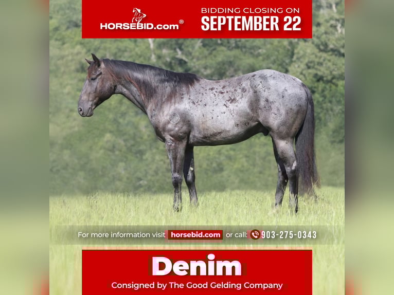 Quarter horse américain Hongre 10 Ans 157 cm Rouan Bleu in Athens