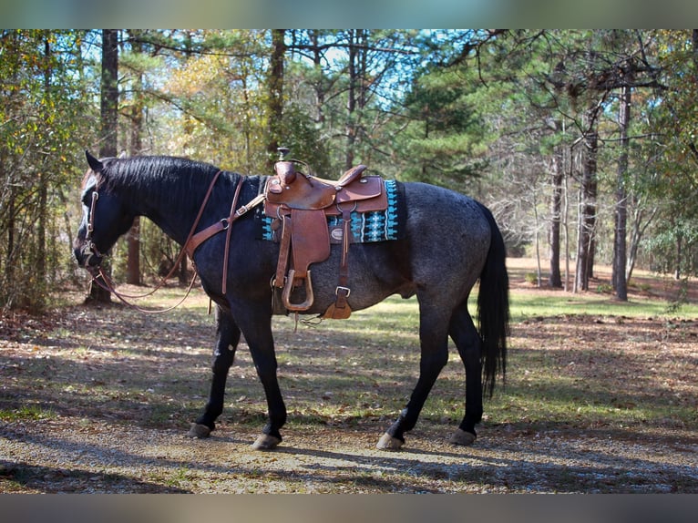 Quarter horse américain Hongre 10 Ans 157 cm Rouan Bleu in Purvis