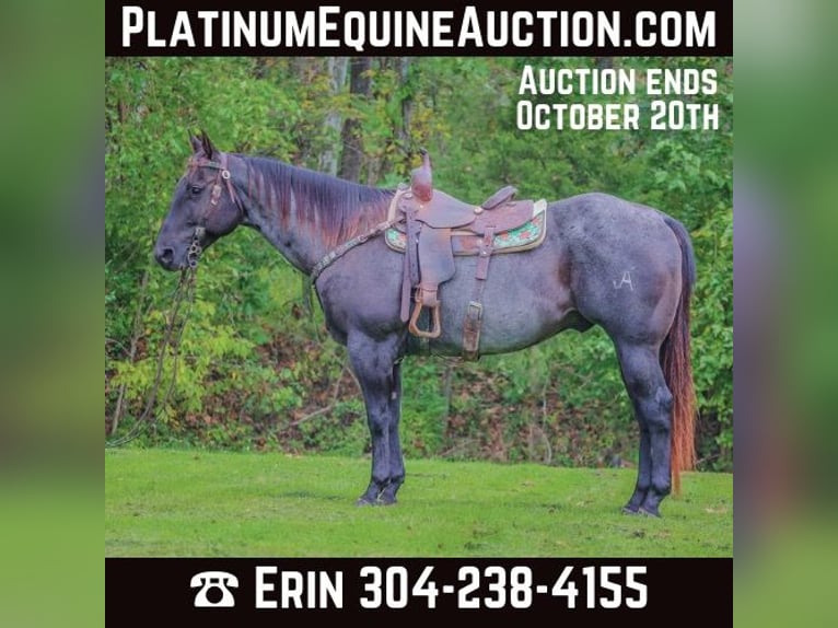 Quarter horse américain Hongre 10 Ans 157 cm Rouan Bleu in Flemingsburg KY