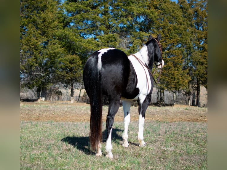 Quarter horse américain Hongre 10 Ans 157 cm Tobiano-toutes couleurs in Greensburg KY