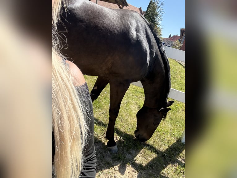 Quarter horse américain Hongre 10 Ans 158 cm Bai in Delligsen
