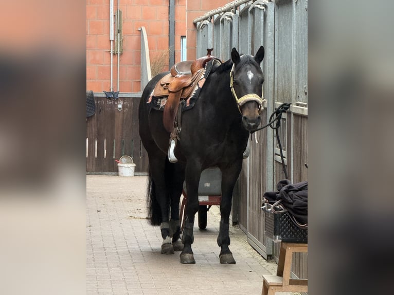 Quarter horse américain Hongre 10 Ans 158 cm Bai in Delligsen