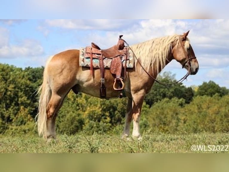 Quarter horse américain Hongre 10 Ans 160 cm Alezan cuivré in Brookesville KY