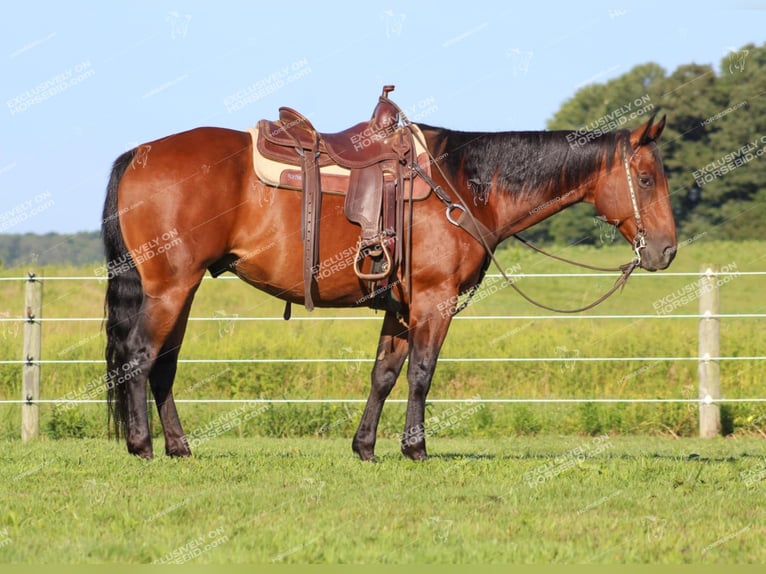 Quarter horse américain Hongre 10 Ans 160 cm Bai cerise in Clarion