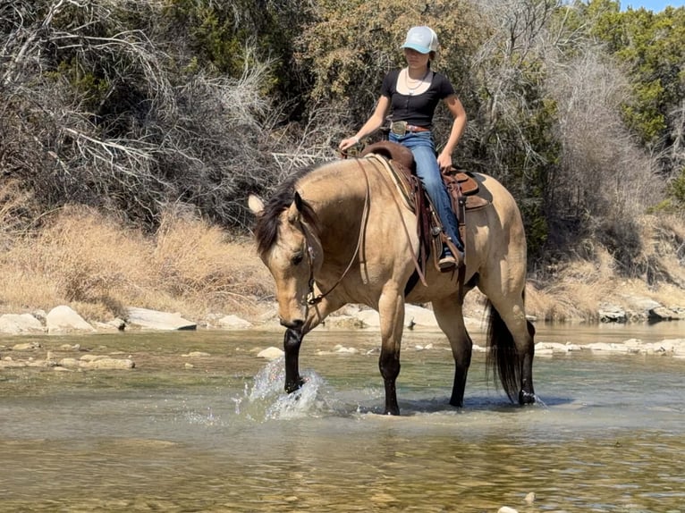 Quarter horse américain Hongre 10 Ans 160 cm Buckskin in Cleburne
