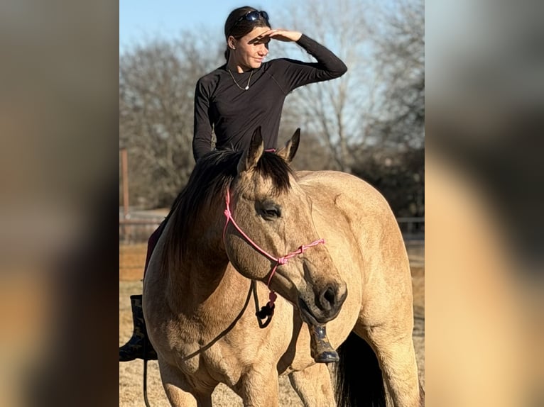 Quarter horse américain Hongre 10 Ans 160 cm Buckskin in Cleburne