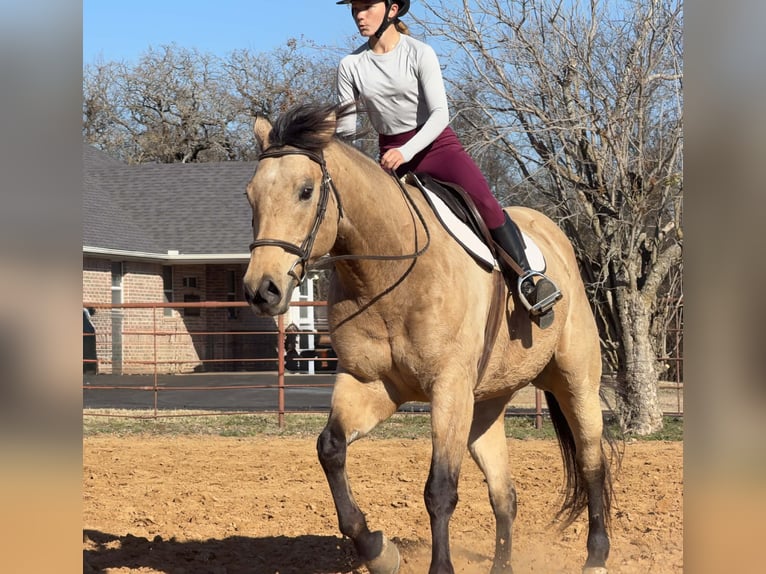Quarter horse américain Hongre 10 Ans 160 cm Buckskin in Cleburne
