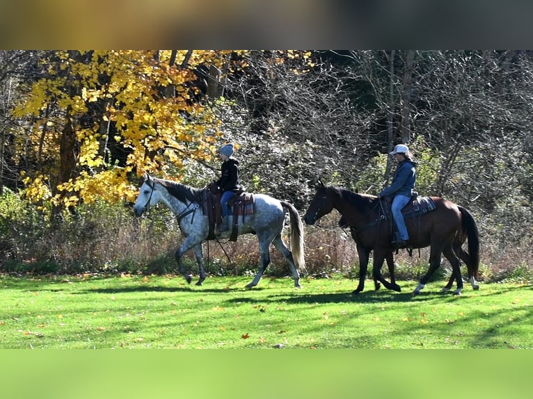 Quarter horse américain Hongre 10 Ans 160 cm Gris in Rebersburg