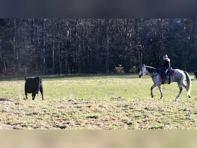 Quarter horse américain Hongre 10 Ans 160 cm Gris in Rebersburg