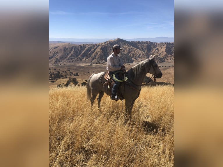 Quarter horse américain Hongre 10 Ans 160 cm Gris in BITTERWATER, CA