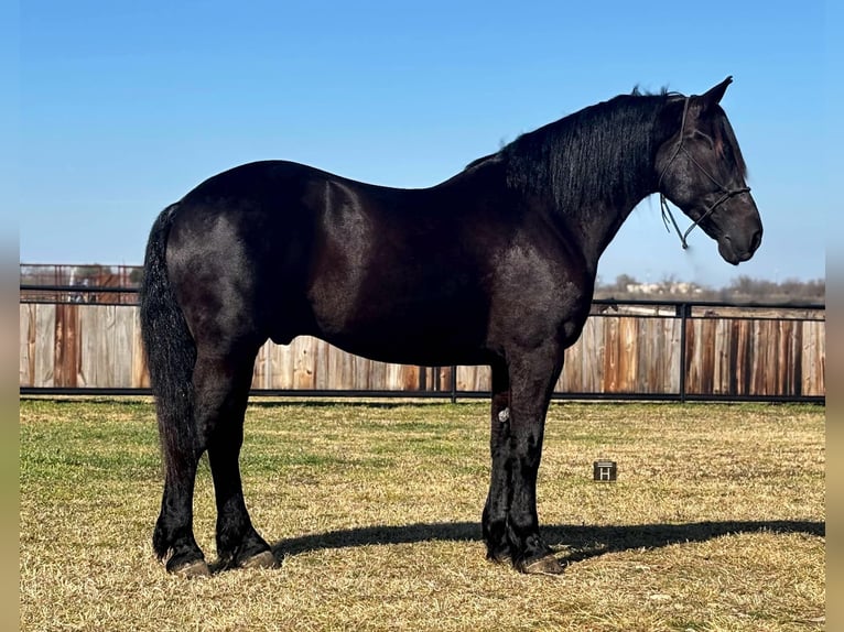 Quarter horse américain Hongre 10 Ans 160 cm Noir in Jacksboro