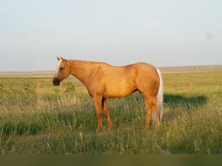 Quarter horse américain Hongre 10 Ans 160 cm Palomino in Waco, TX