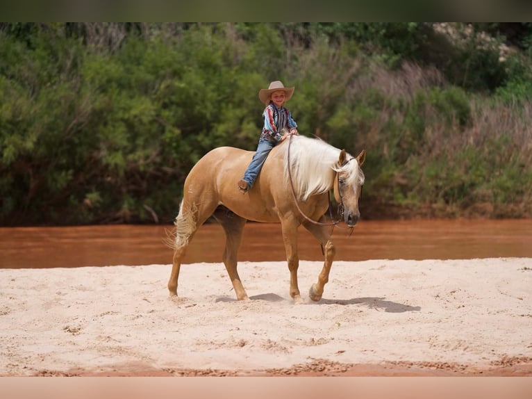 Quarter horse américain Hongre 10 Ans 160 cm Palomino in Waco, TX