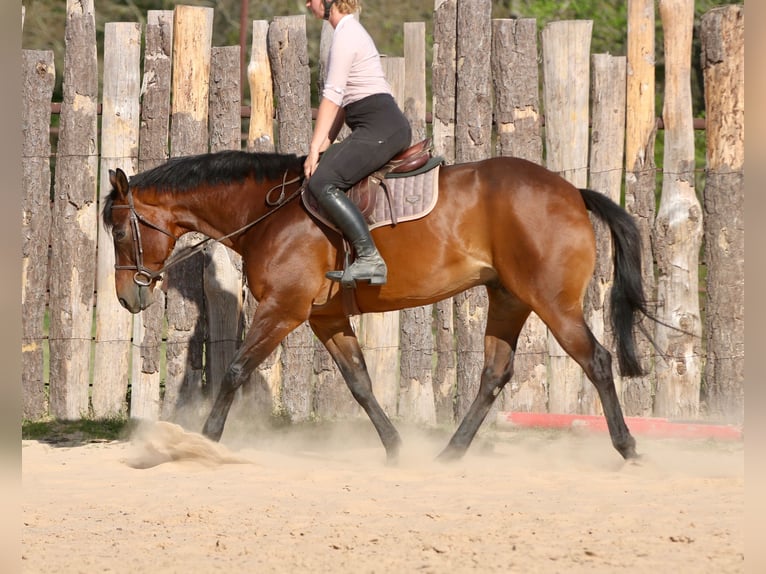 Quarter horse américain Hongre 10 Ans 163 cm Bai cerise in Athens