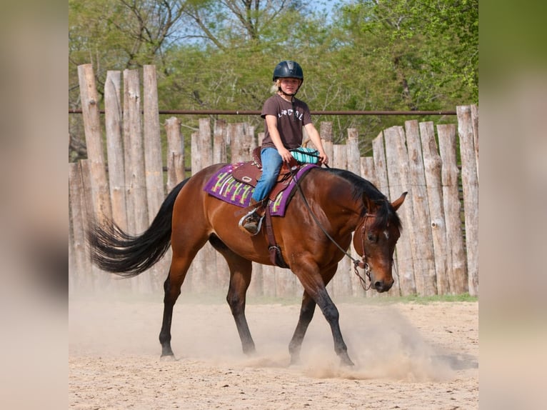 Quarter horse américain Hongre 10 Ans 163 cm Bai cerise in Athens