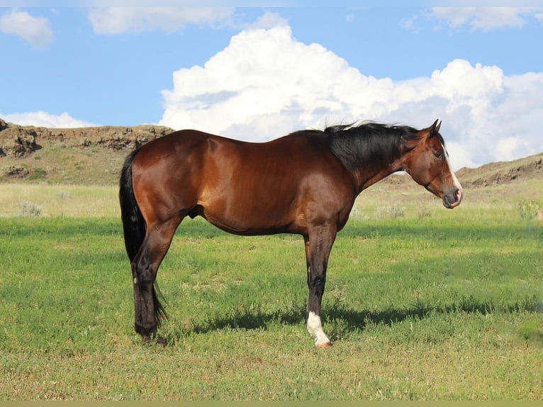 Quarter horse américain Hongre 10 Ans 163 cm Bai cerise in Weatherford TX