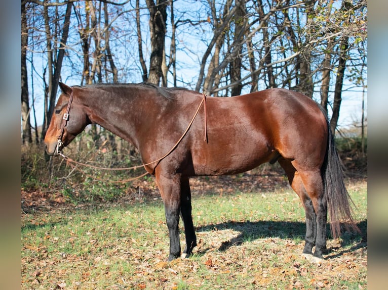 Quarter horse américain Hongre 10 Ans 163 cm Bai cerise in Henderson KY