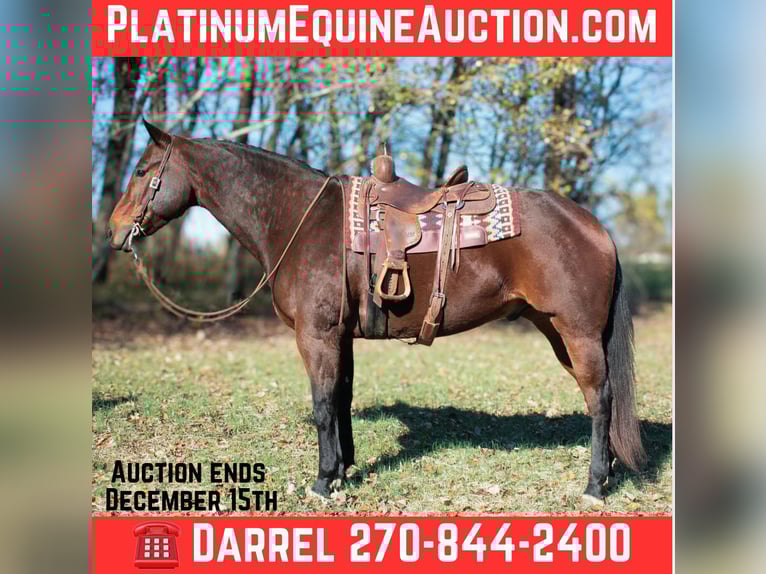 Quarter horse américain Hongre 10 Ans 163 cm Bai cerise in Henderson KY