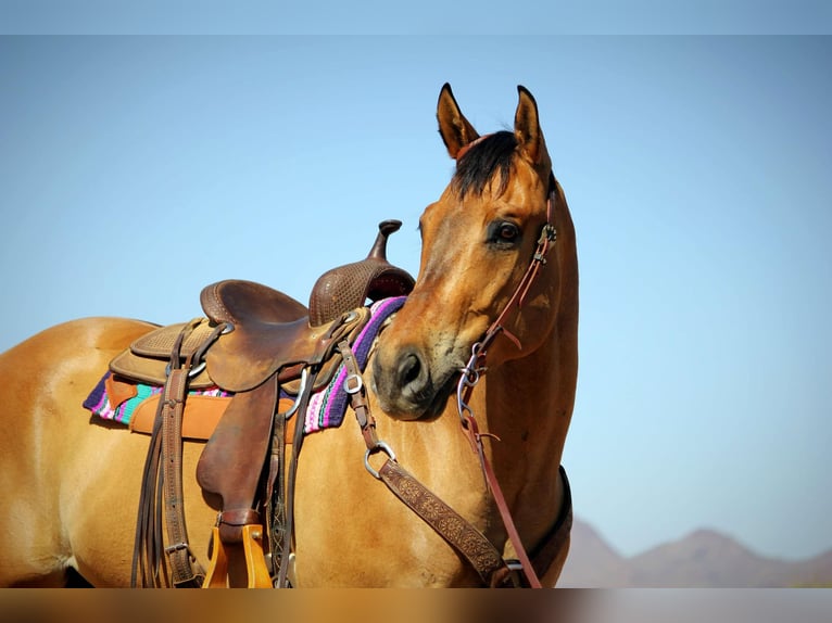 Quarter horse américain Hongre 10 Ans 163 cm Buckskin in Marana AZ