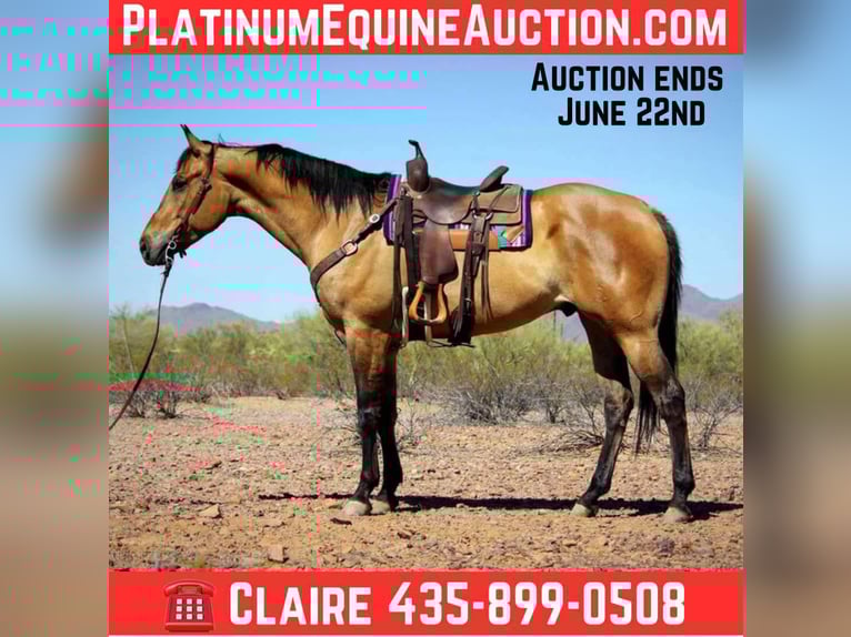 Quarter horse américain Hongre 10 Ans 163 cm Buckskin in Marana AZ