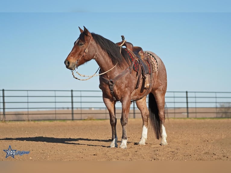 Quarter horse américain Hongre 10 Ans 163 cm Roan-Bay in Addison, TX