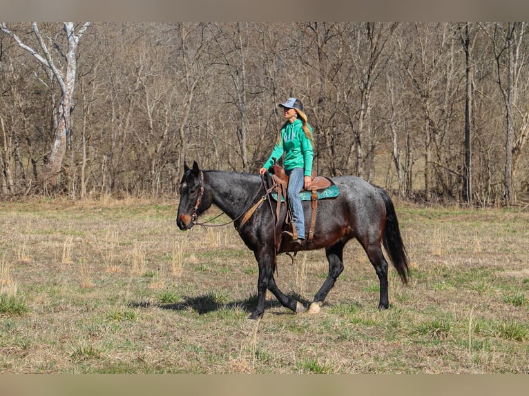 Quarter horse américain Hongre 10 Ans 163 cm Rouan Bleu in Hillsboro KY