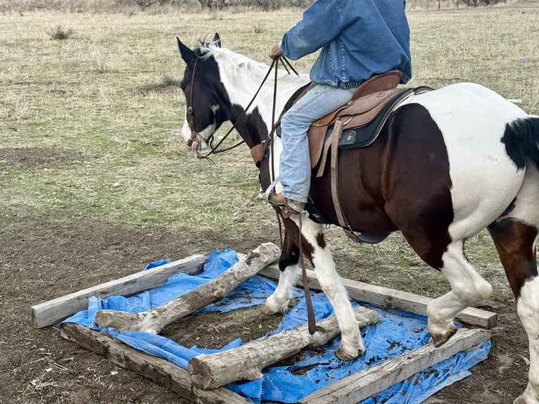 Quarter horse américain Hongre 10 Ans 163 cm Tobiano-toutes couleurs in Paicines CA