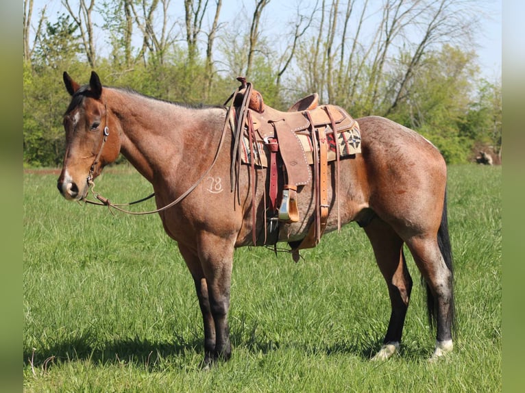 Quarter horse américain Hongre 10 Ans 165 cm Bai cerise in Charleston IL