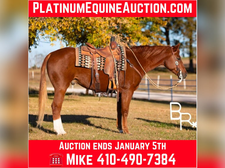 Quarter horse américain Hongre 10 Ans Alezan brûlé in Mountain Grove Mo