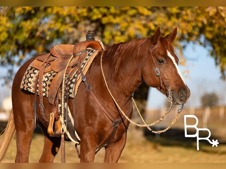 Quarter horse américain Hongre 10 Ans Alezan brûlé in Mountain Grove Mo