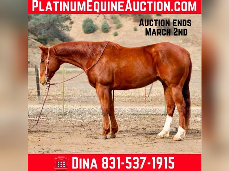 Quarter horse américain Hongre 10 Ans Alezan brûlé in Paicines, CA