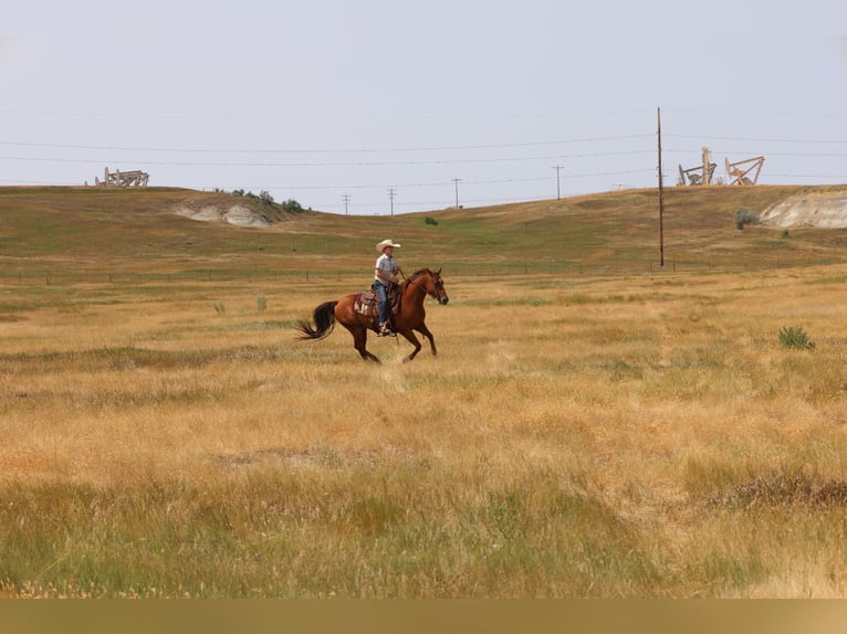 Quarter horse américain Hongre 10 Ans Alezan cuivré in Ripley