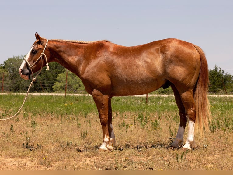 Quarter horse américain Hongre 10 Ans Alezan cuivré in Byers TX