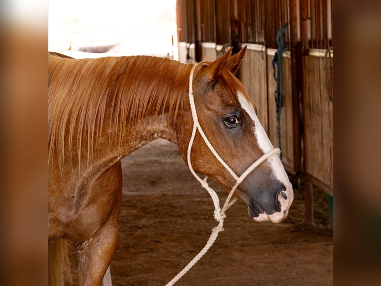 Quarter horse américain Hongre 10 Ans Alezan cuivré in Byers TX